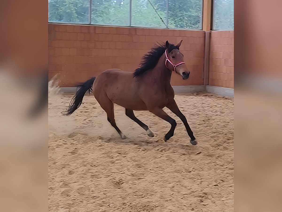 Irish Sport Horse Mare 6 years 16,1 hh in Lage