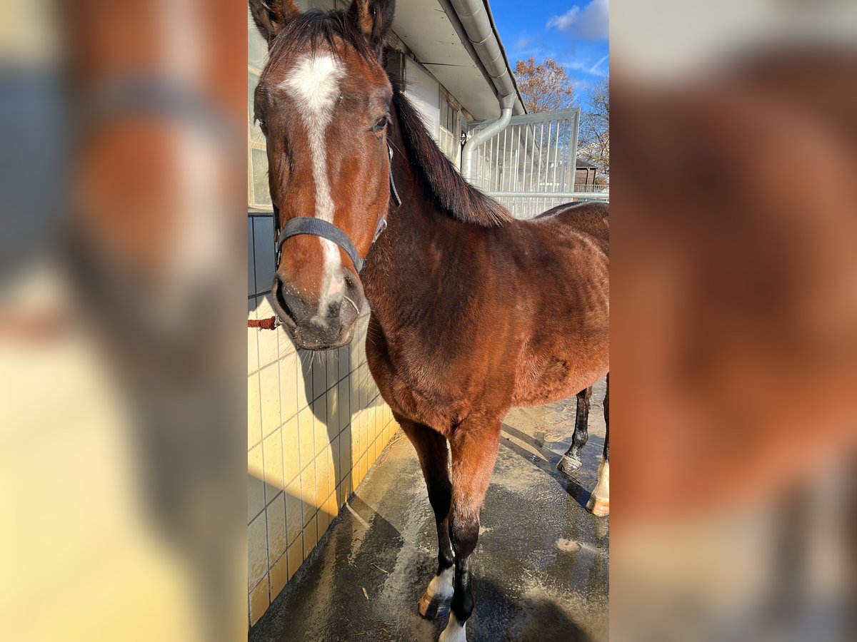 Irish Sport Horse Mare 7 years 14,3 hh Brown in Castrop-Rauxel