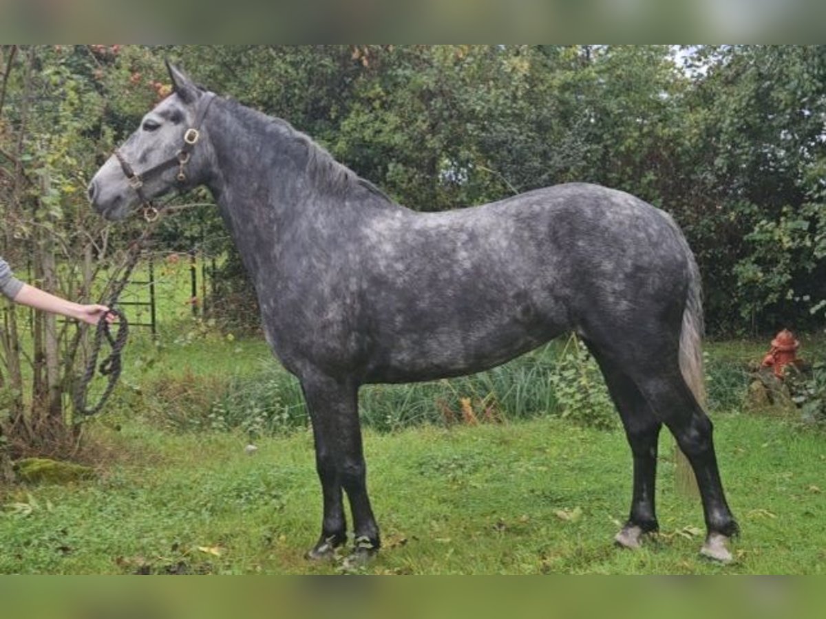 Irish Sport Horse Mare 7 years 14,2 hh Grey in Glenbrien