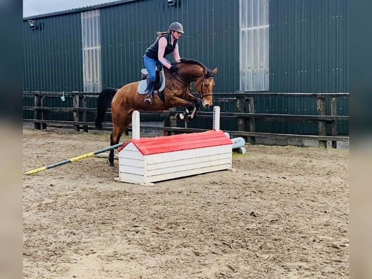 Irish Sport Horse Mare 7 years 15,2 hh Brown in Sligo