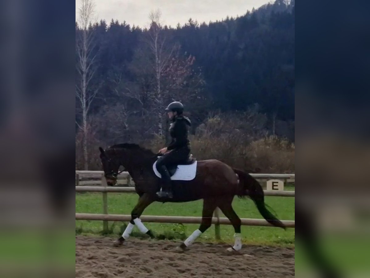 Irish Sport Horse Mare 7 years 15,3 hh Brown in Gummern