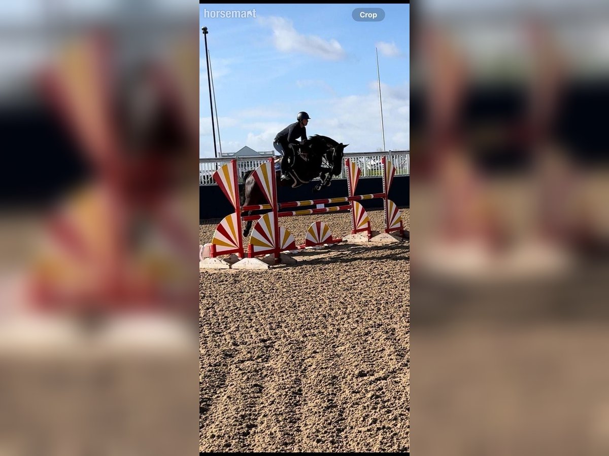 Irish Sport Horse Mare 7 years 16,1 hh Black in Warwick