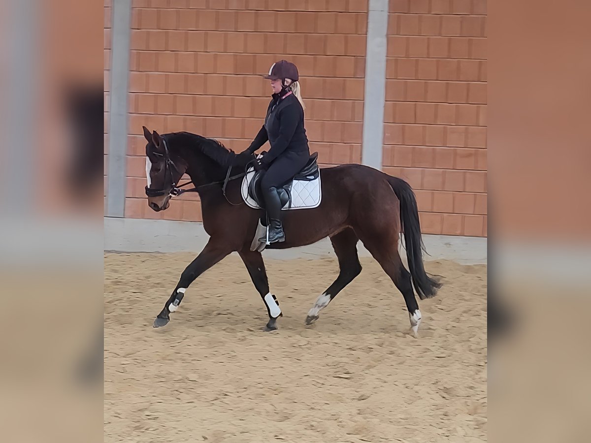 Irish Sport Horse Mare 7 years 16 hh Brown in Lage