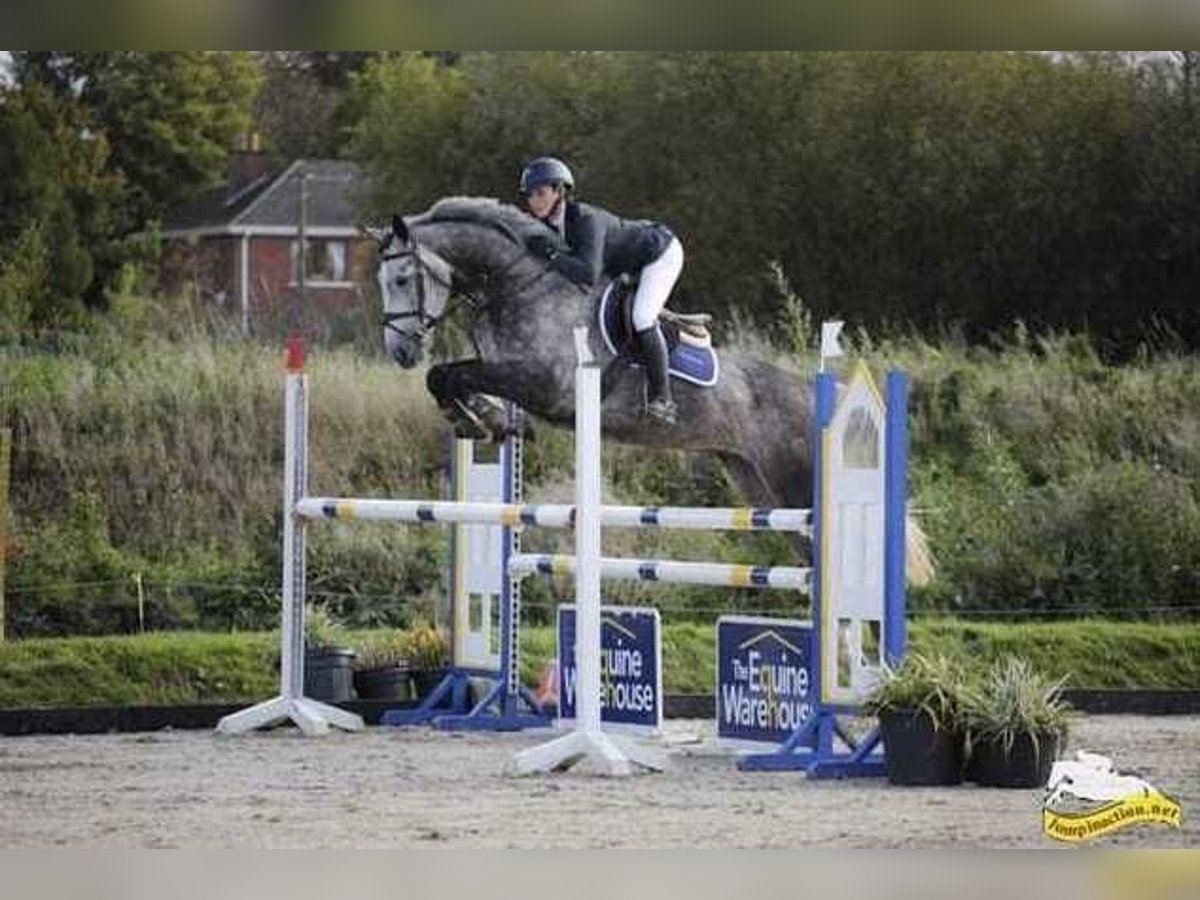 Irish Sport Horse Mare 7 years 16 hh Gray-Dapple in Waterford