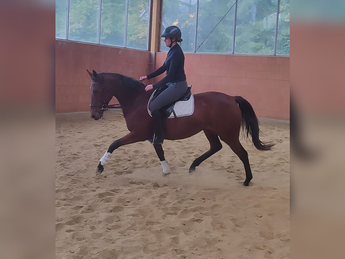 Irish Sport Horse Mare 7 years 16,1 hh Brown in Lage