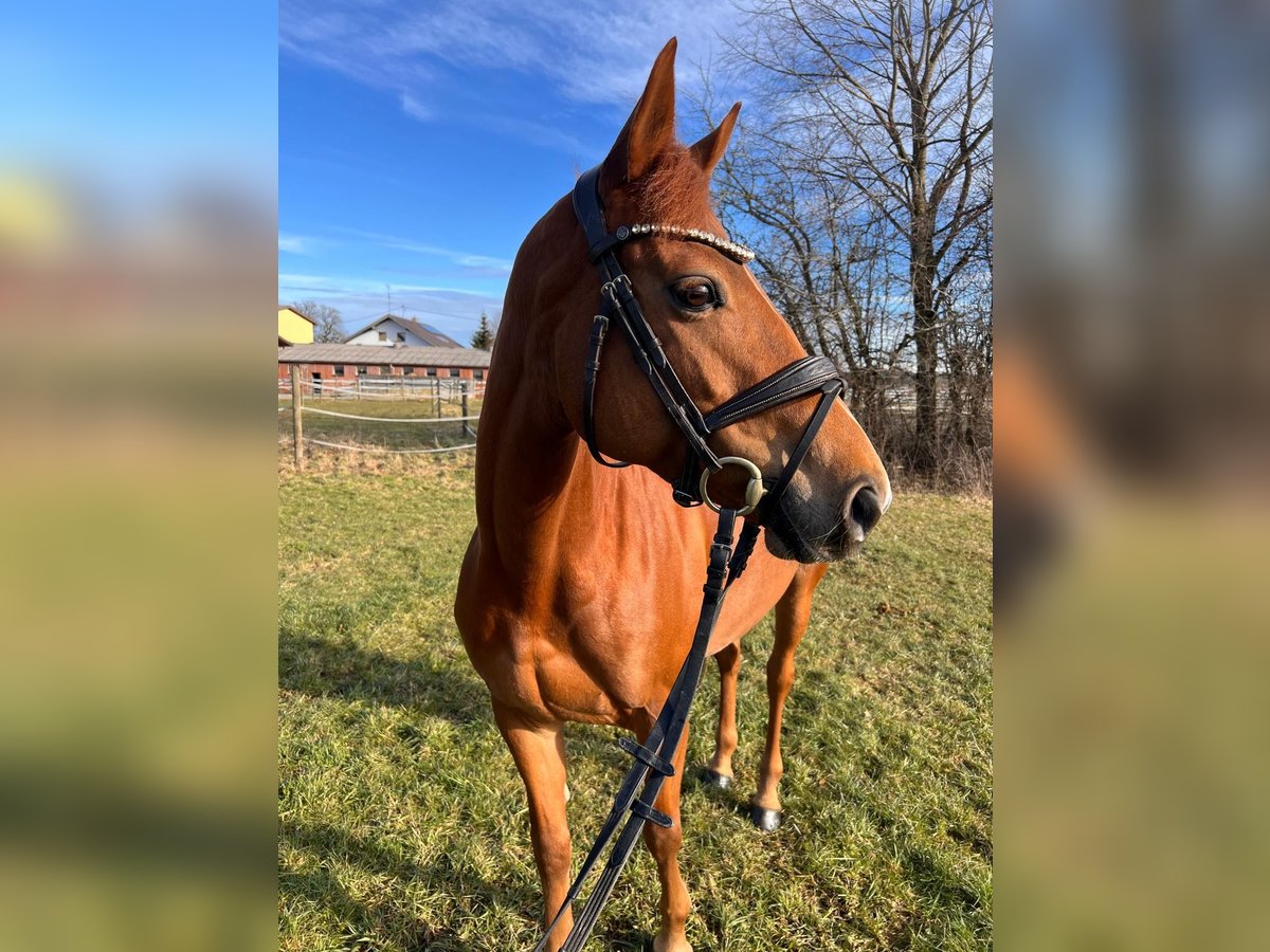 Irish Sport Horse Mare 8 years 14,2 hh Chestnut-Red in Markt Rettenbach