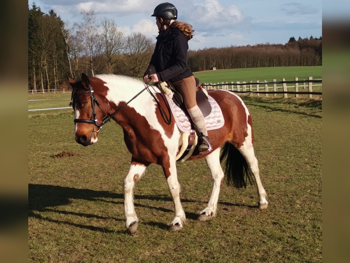 Irish Sport Horse Mix Mare 8 years 14,2 hh Pinto in Ratzeburg