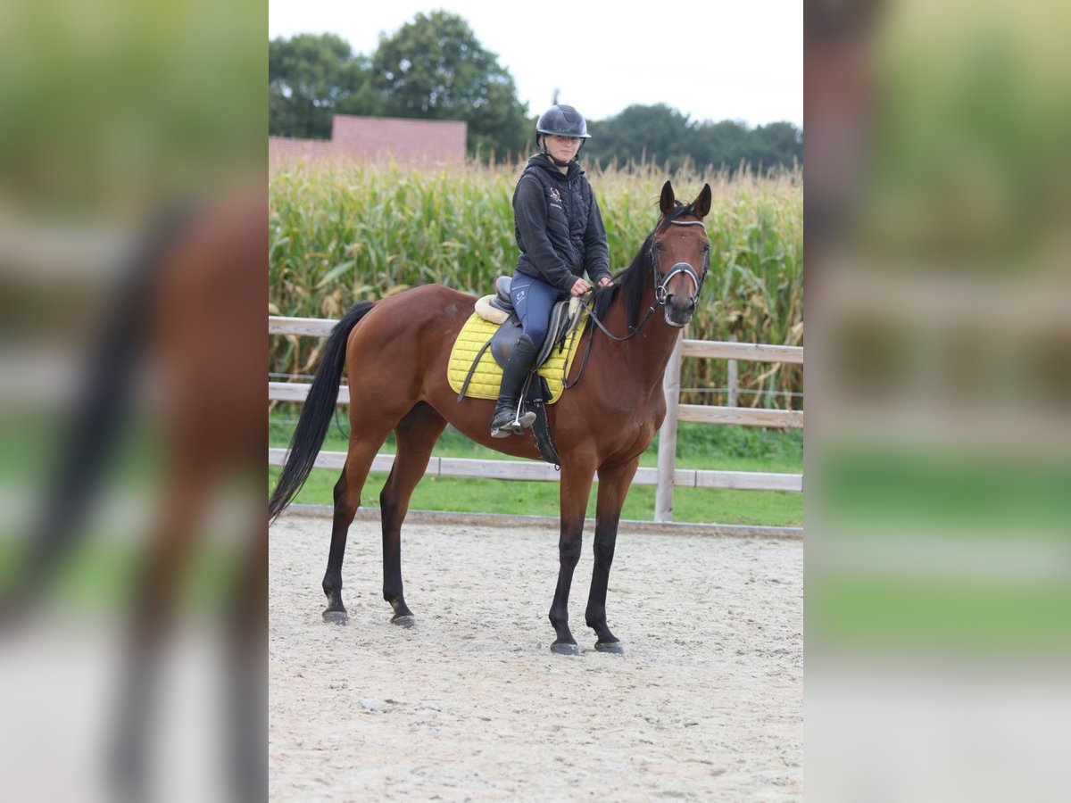 Irish Sport Horse Mare 8 years 15,2 hh Brown in Bogaarden