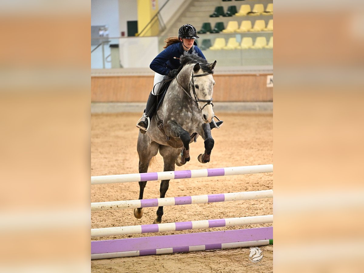 Irish Sport Horse Mare 8 years 15,3 hh Gray in Inzing
