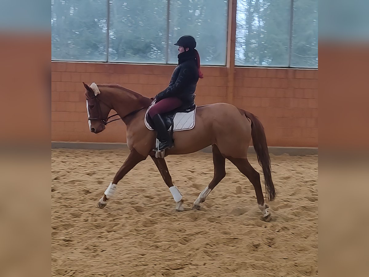 Irish Sport Horse Mare 9 years 15,2 hh Chestnut-Red in Lage