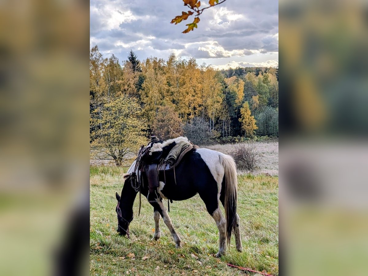 Irish Sport Horse Mare 9 years 15.2 hh Tobiano-all-colors in Wilsdruff