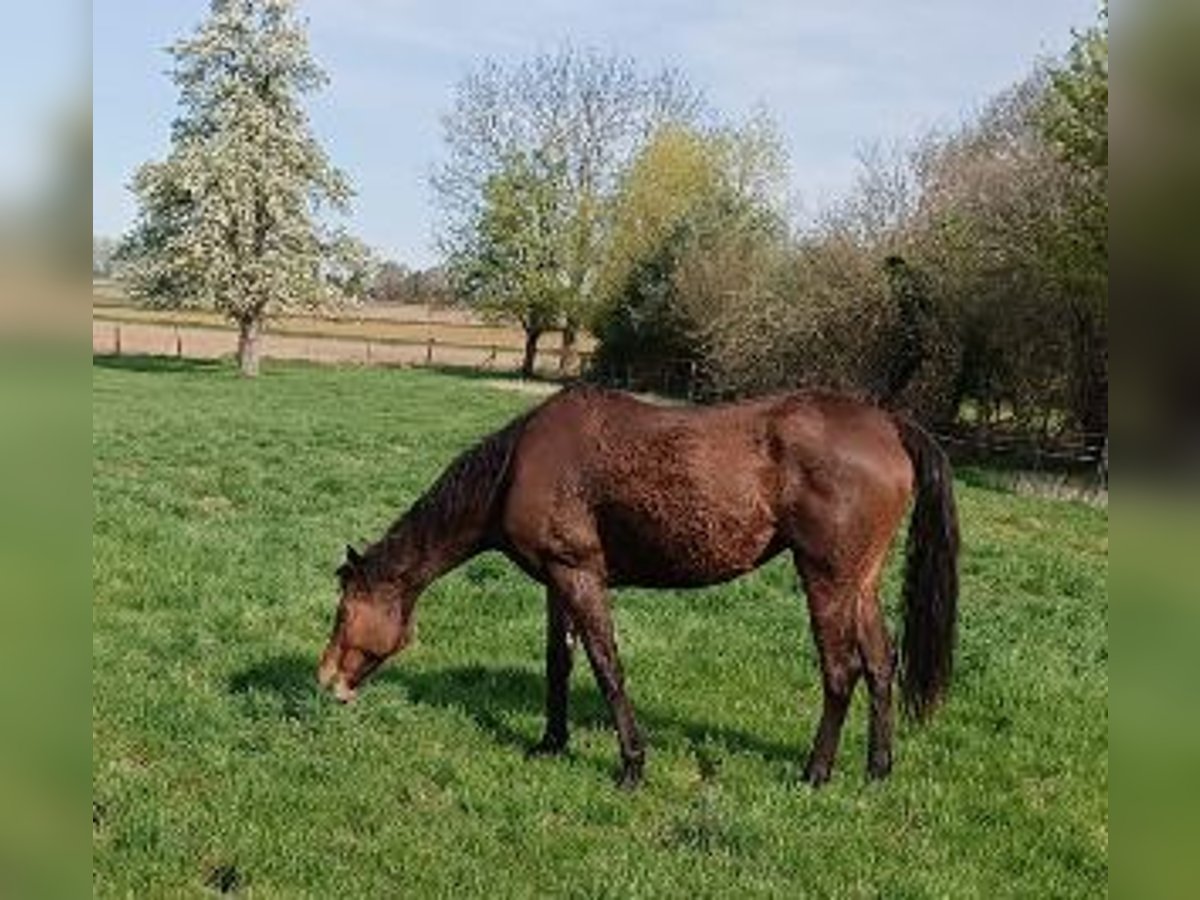 Irish Sport Horse Mare 9 years 16,1 hh Brown in Soest