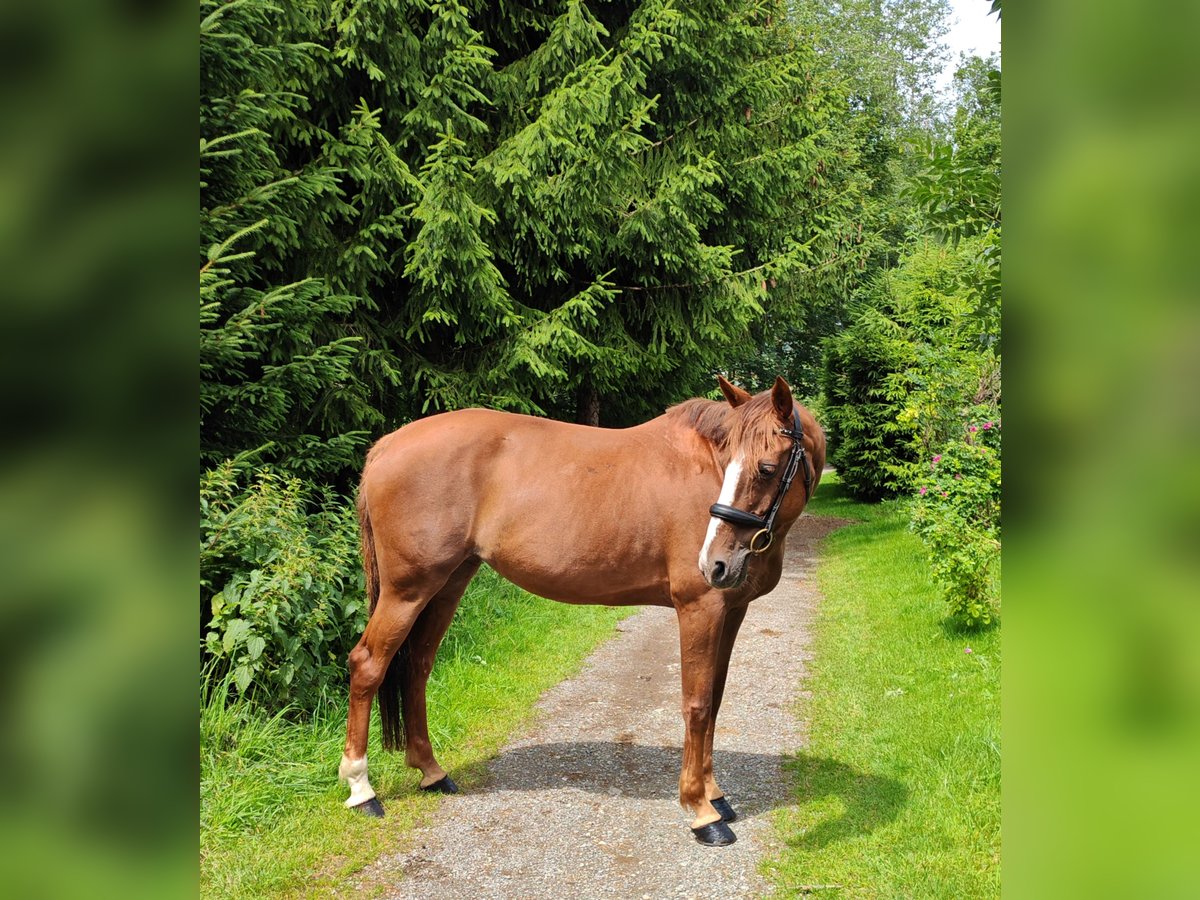 Irish Sport Horse Mare 9 years 16 hh Chestnut-Red in Illertissen