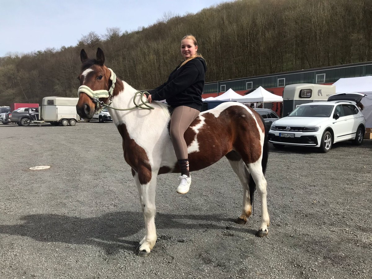 Irish sport horse Mix Merrie 10 Jaar 153 cm Gevlekt-paard in Weißenthurm