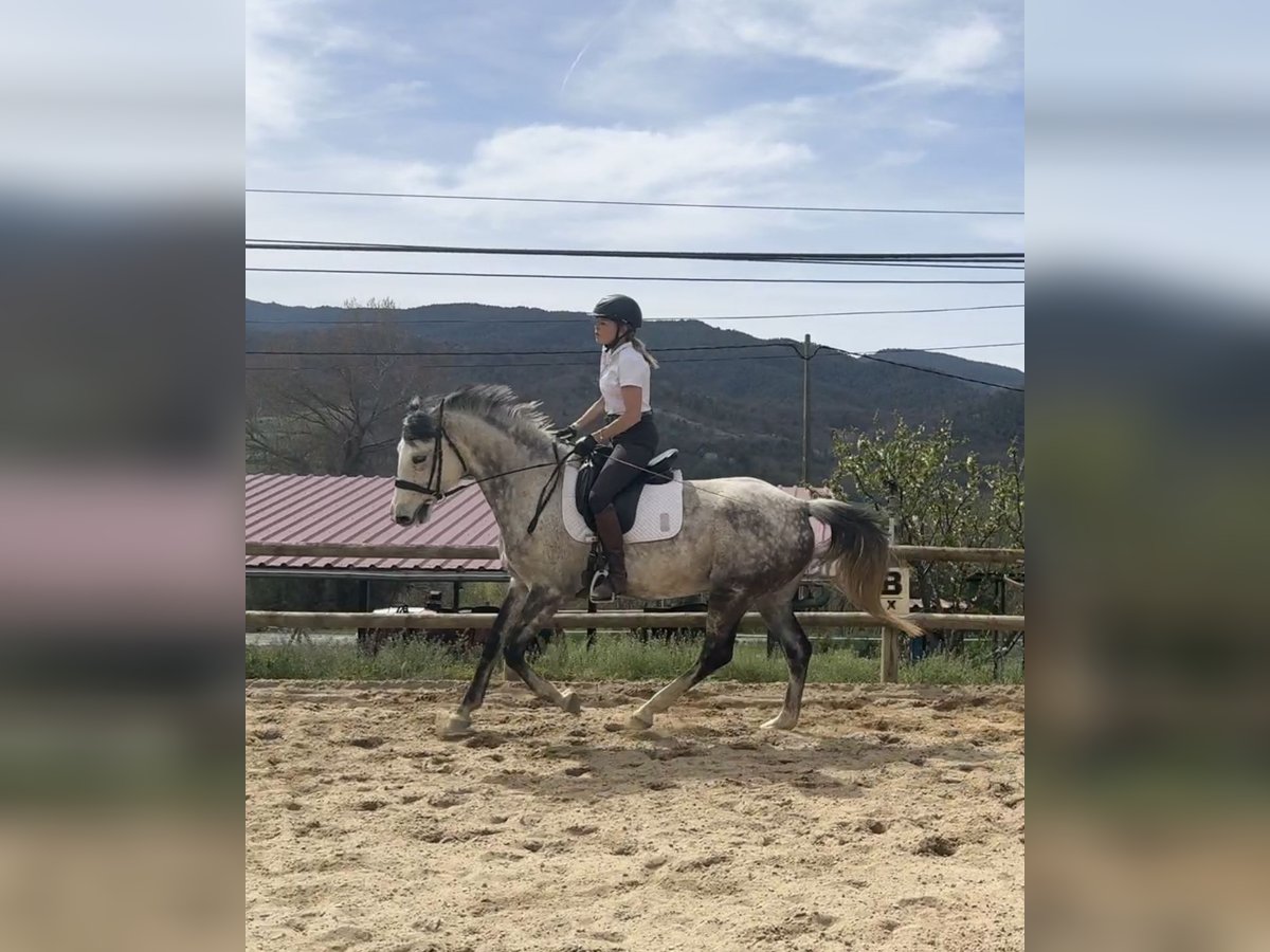 Irish sport horse Merrie 10 Jaar 165 cm Appelschimmel in Lleida