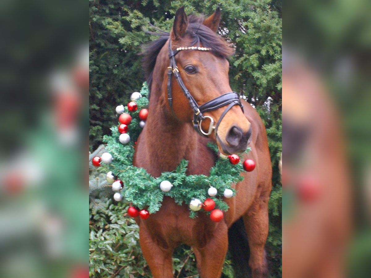 Irish sport horse Merrie 11 Jaar 154 cm Bruin in Velpke