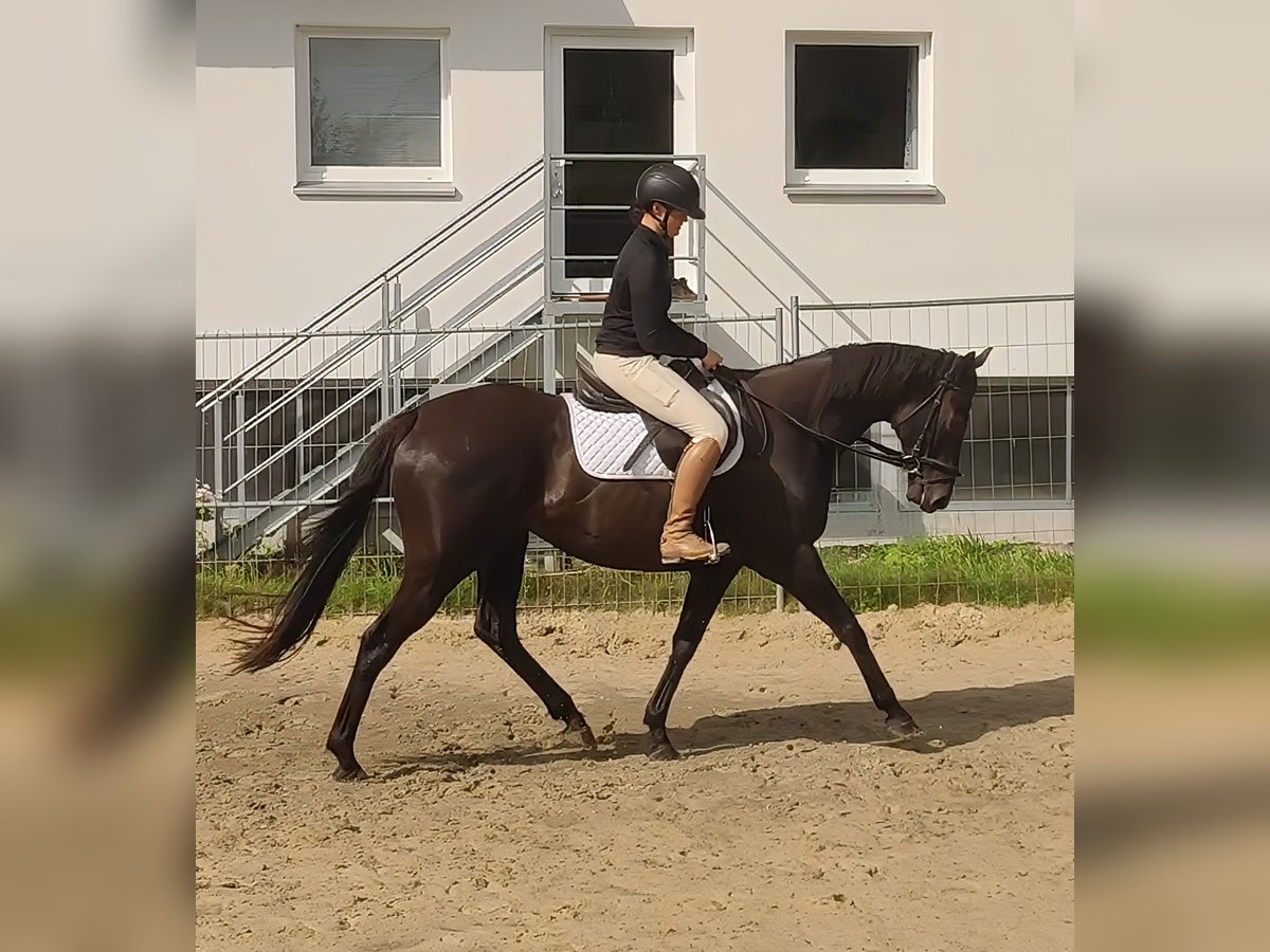 Irish sport horse Merrie 11 Jaar 165 cm Zwart in Lage