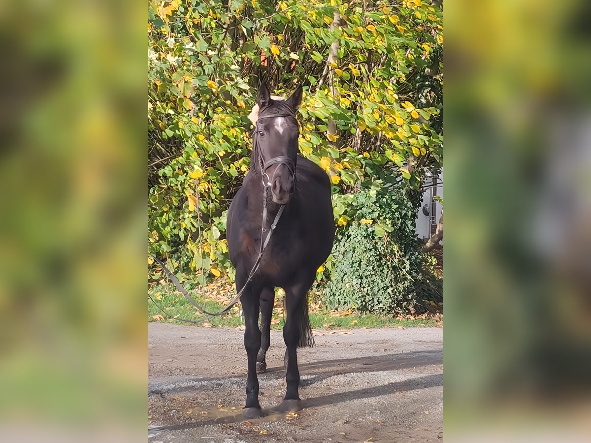 Irish sport horse Merrie 11 Jaar 165 cm Zwart in Lage
