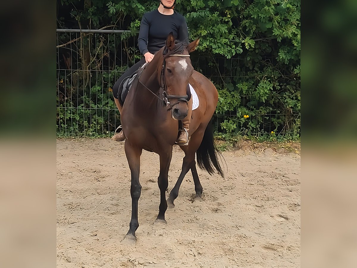 Irish sport horse Merrie 12 Jaar 162 cm Bruin in Lage Irish sport horse Merrie 12 Jaar 162 cm Bruin in Lage
