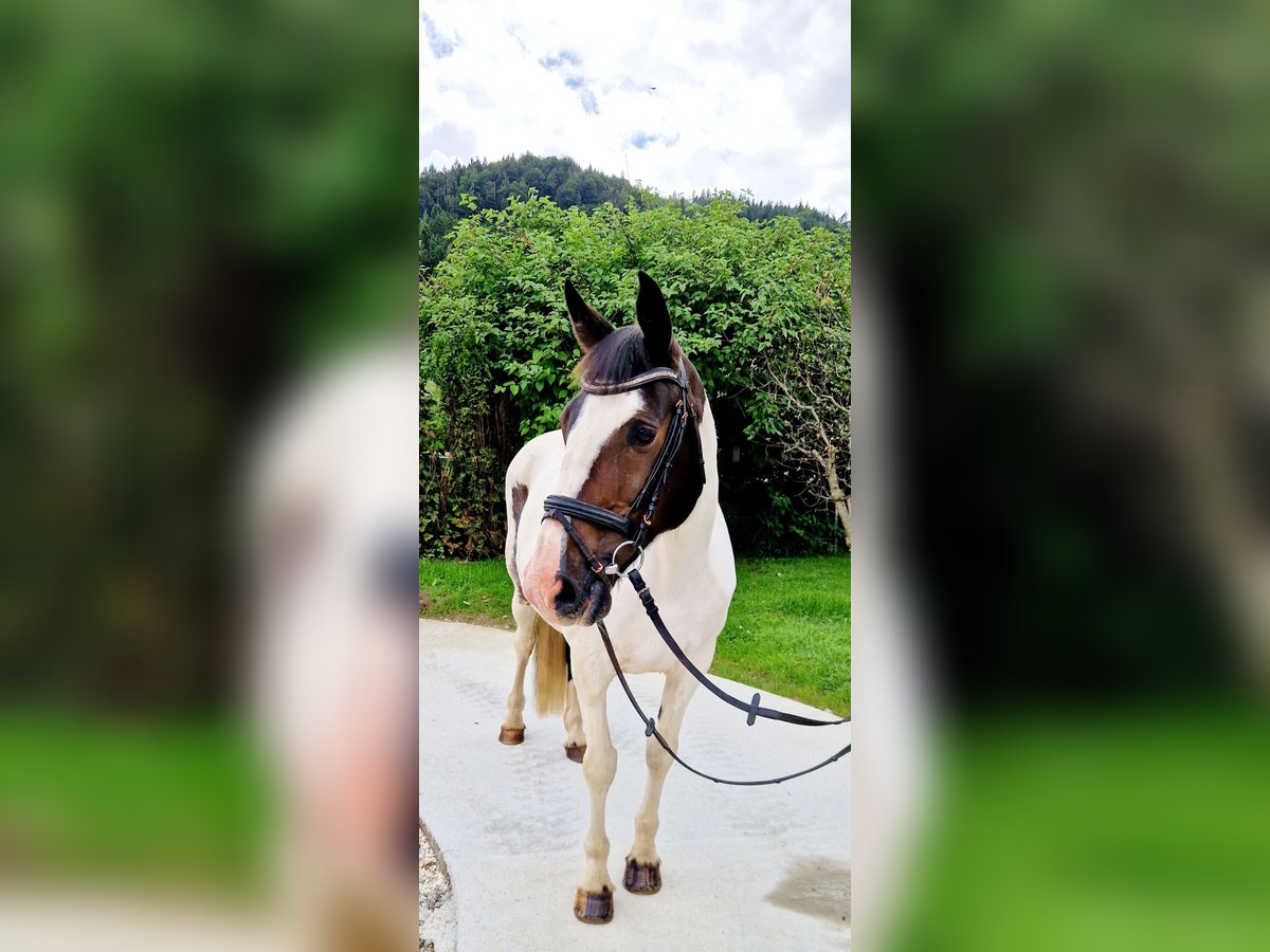 Irish sport horse Merrie 12 Jaar 165 cm Gevlekt-paard in Gummern