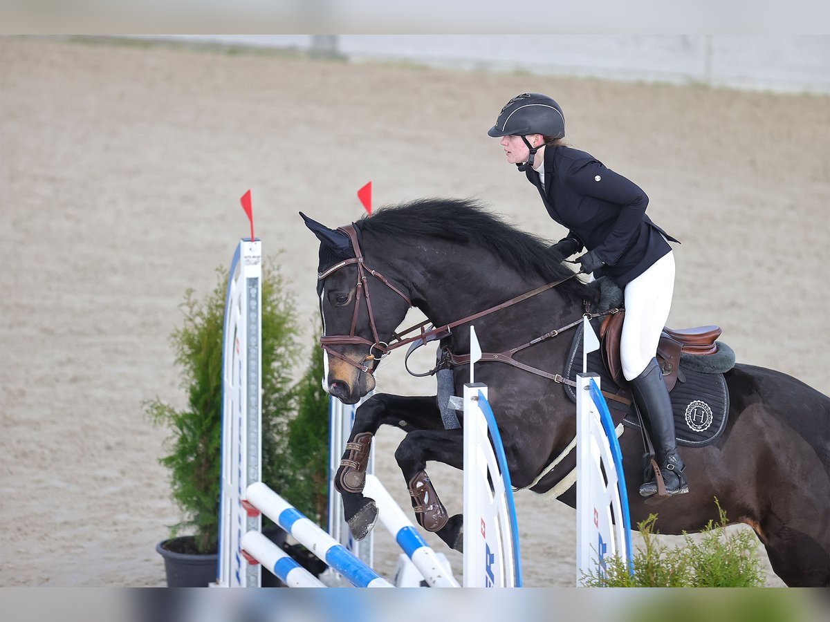 Irish sport horse Merrie 12 Jaar 168 cm Zwartbruin in Reichenburg