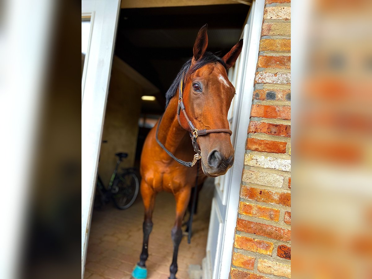 Irish sport horse Merrie 13 Jaar 160 cm Bruin in Hamburg