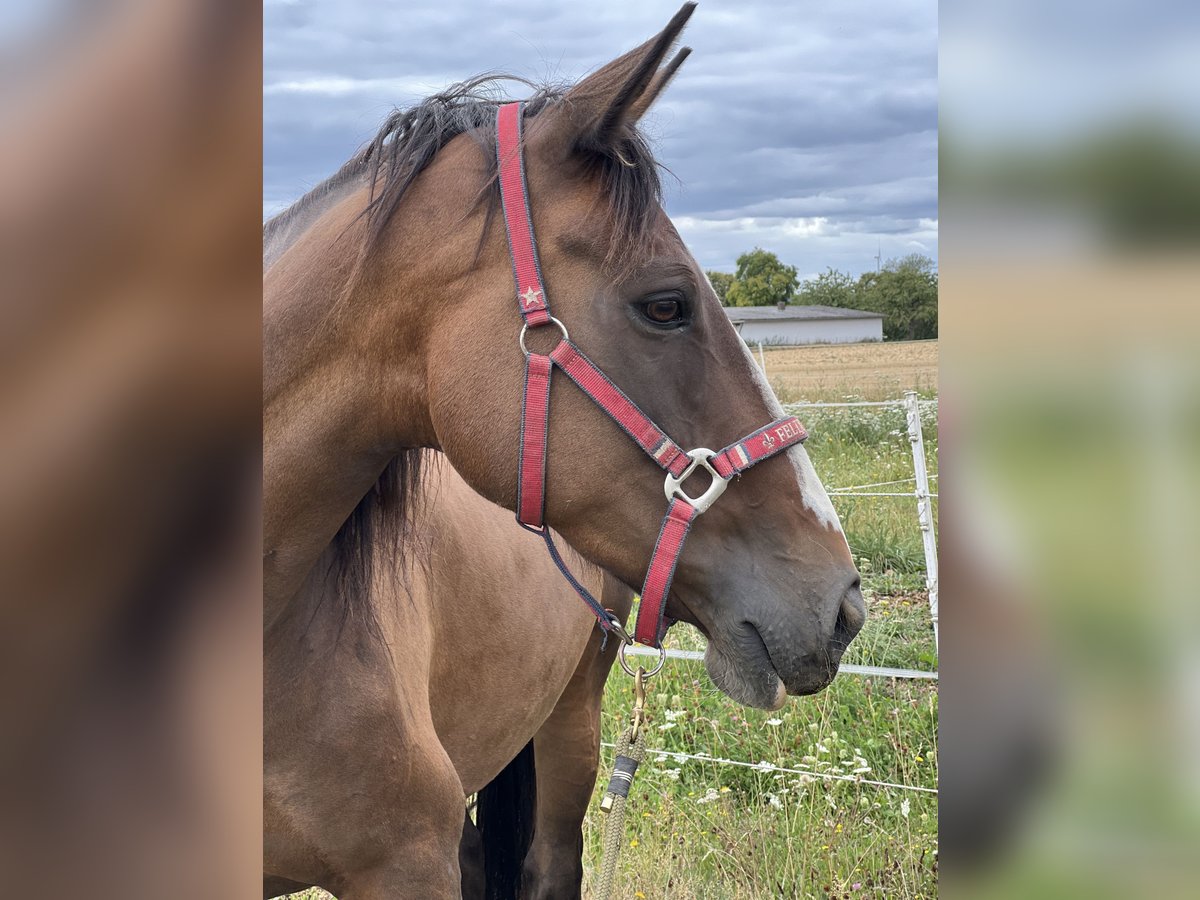 Irish sport horse Merrie 13 Jaar 160 cm in Ebsdorfergrund