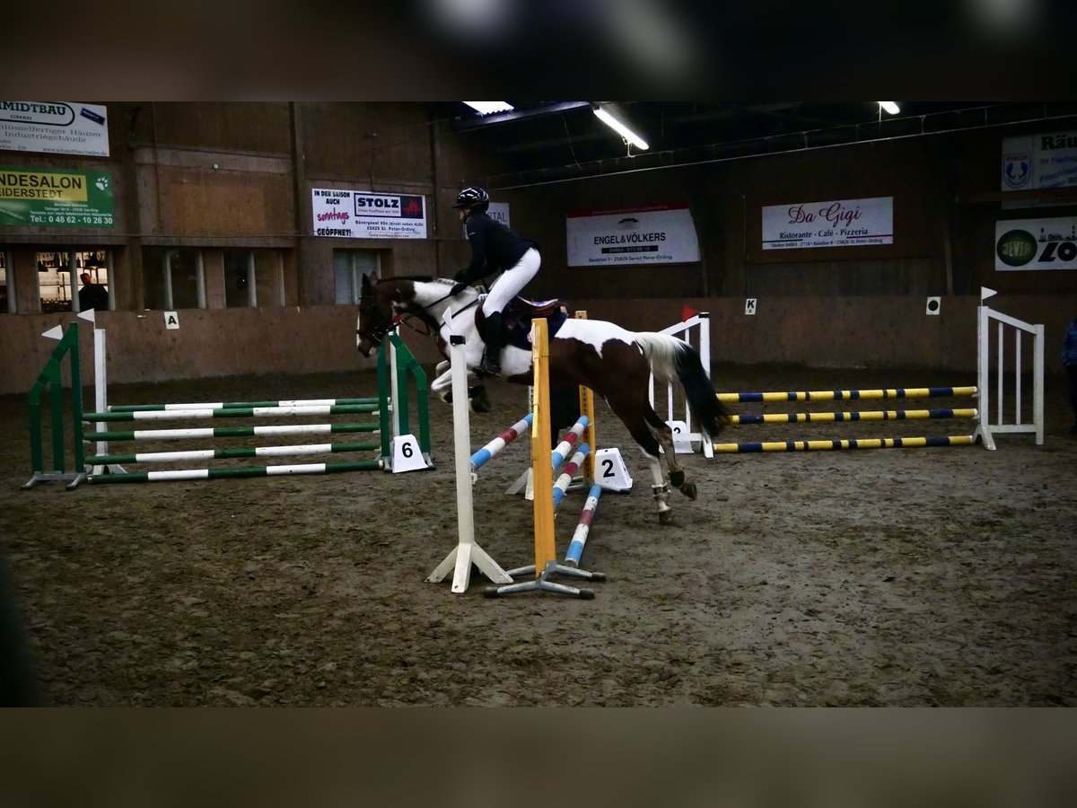 Irish sport horse Merrie 15 Jaar 157 cm Gevlekt-paard in T&#xF6;nning