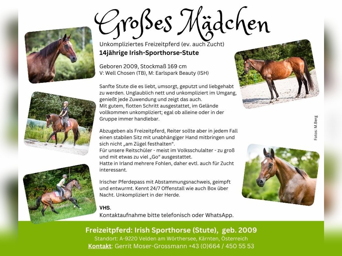 Irish sport horse Merrie 15 Jaar 169 cm Bruin in Velden