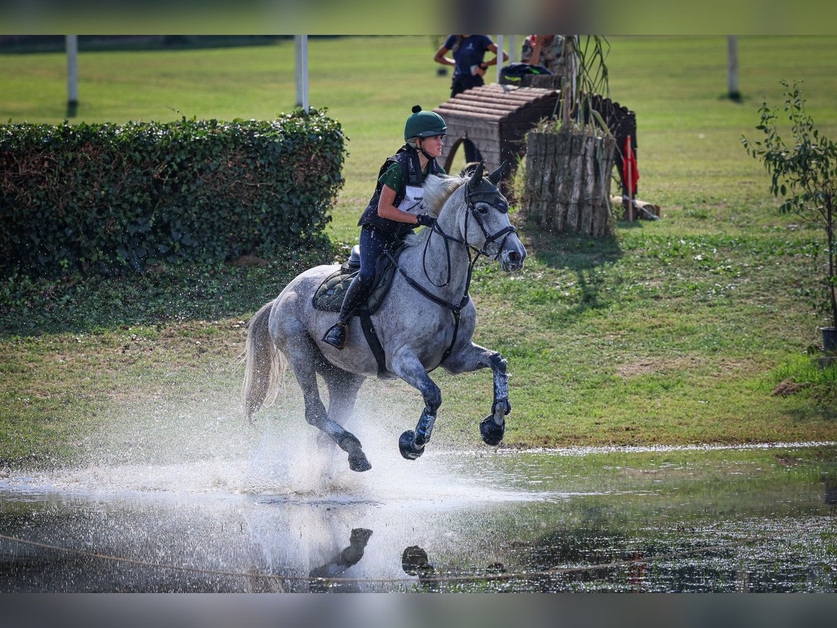 Irish sport horse Merrie 16 Jaar 160 cm Schimmel in Montecompatri