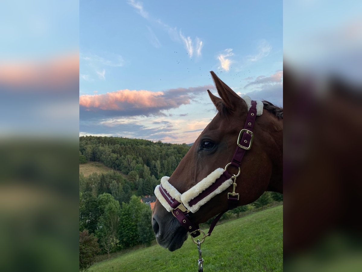 Irish sport horse Merrie 17 Jaar 160 cm Donkere-vos in Schwarzenberg