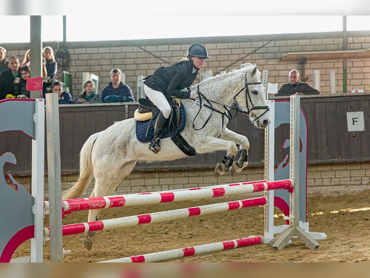 Irish sport horse Mix Merrie 18 Jaar 143 cm Schimmel in Werne