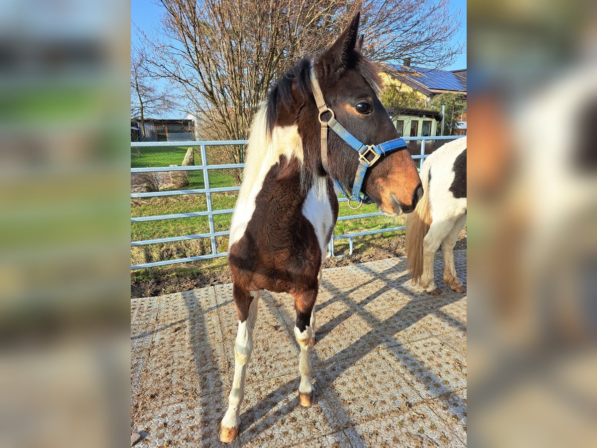 Irish sport horse Mix Merrie 1 Jaar 130 cm Gevlekt-paard in Legau