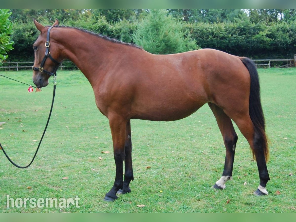 Irish sport horse Merrie 2 Jaar 147 cm Roodbruin in Dublin