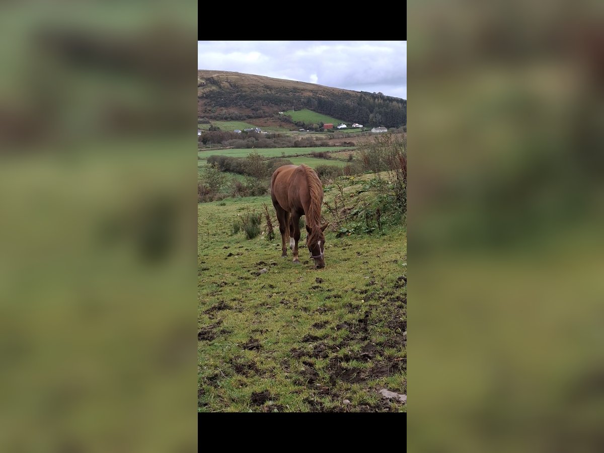 Irish sport horse Merrie 2 Jaar 168 cm Donkere-vos in Mayo