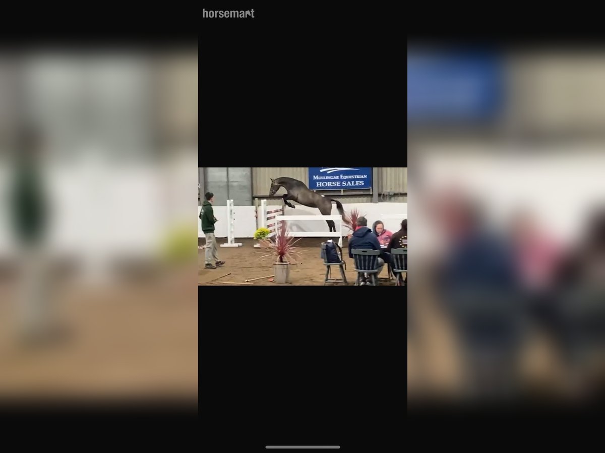 Irish sport horse Merrie 3 Jaar 165 cm Schimmel in Meath