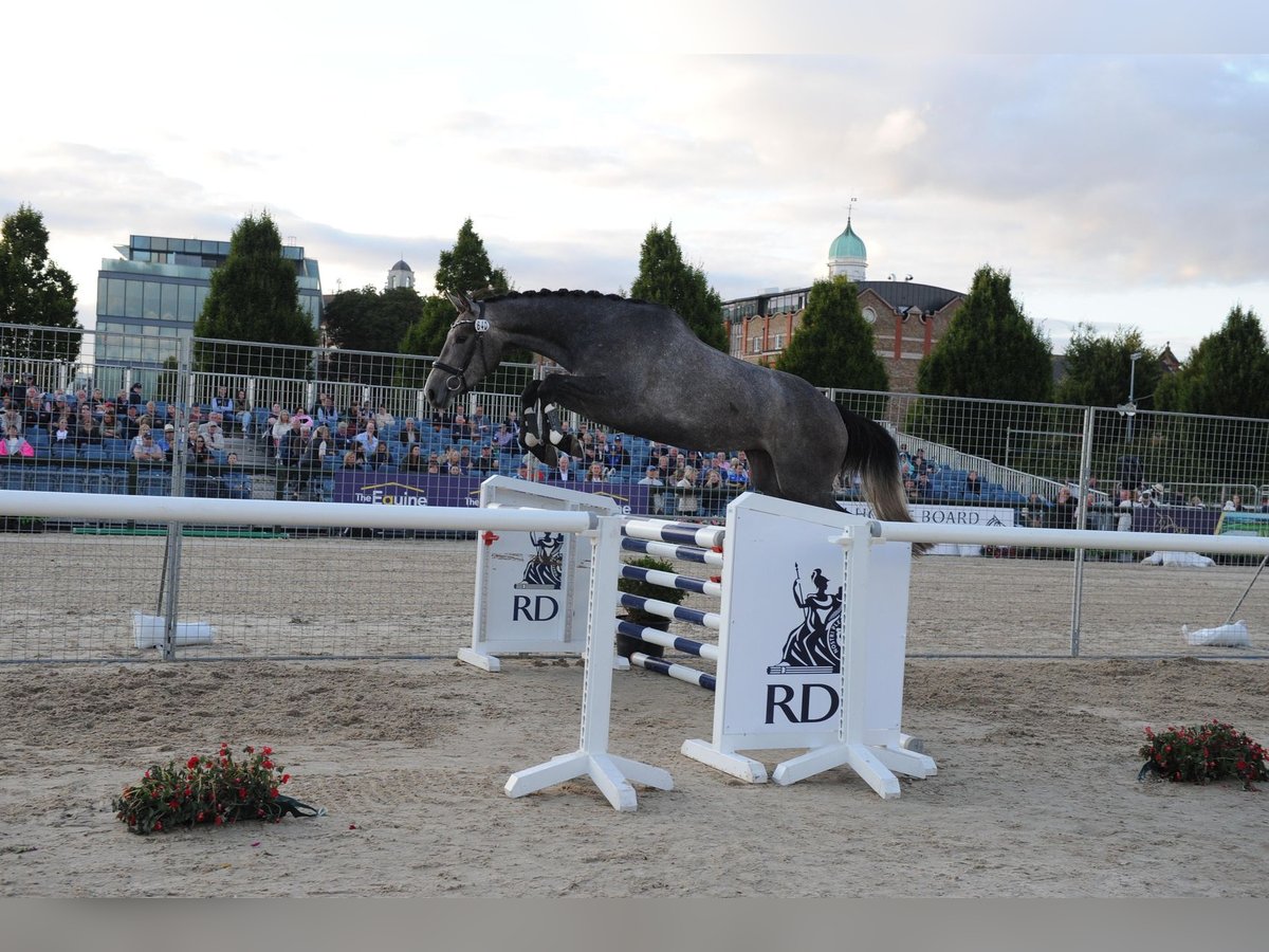 Irish sport horse Merrie 3 Jaar 170 cm in Enniscrone