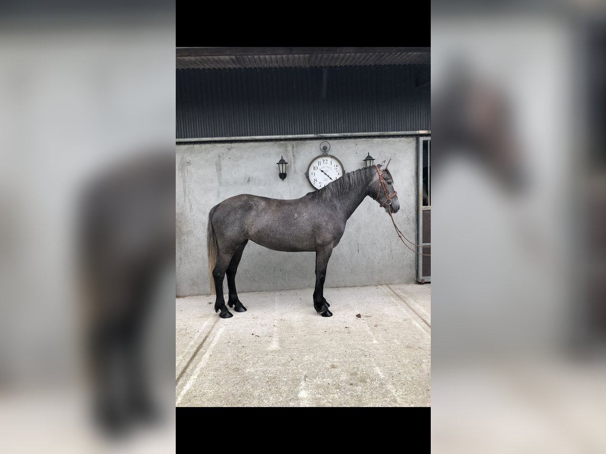 Irish sport horse Merrie 4 Jaar 155 cm Zwartschimmel in Galway