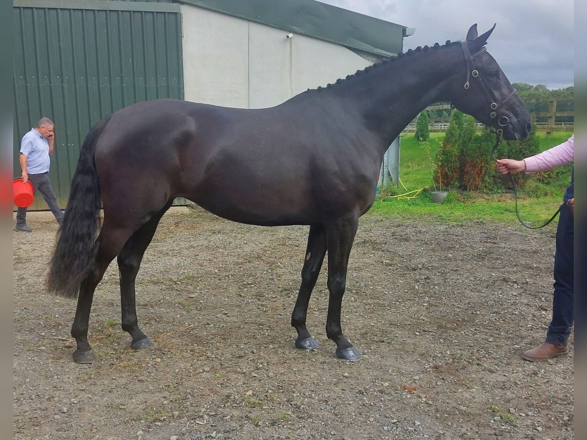 Irish sport horse Merrie 4 Jaar 163 cm Zwart in Swinford