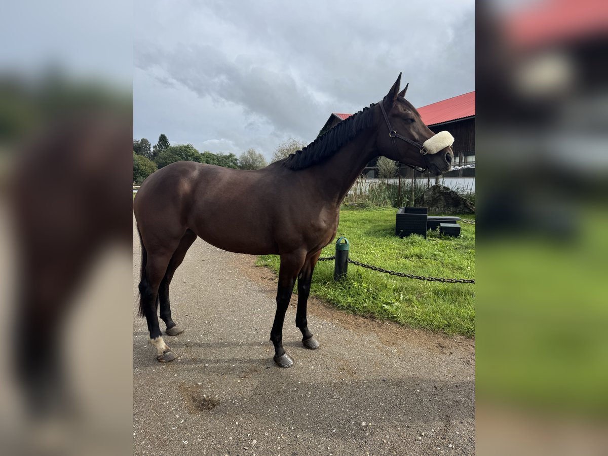 Irish sport horse Merrie 4 Jaar 165 cm Zwartbruin in Klagenfurt