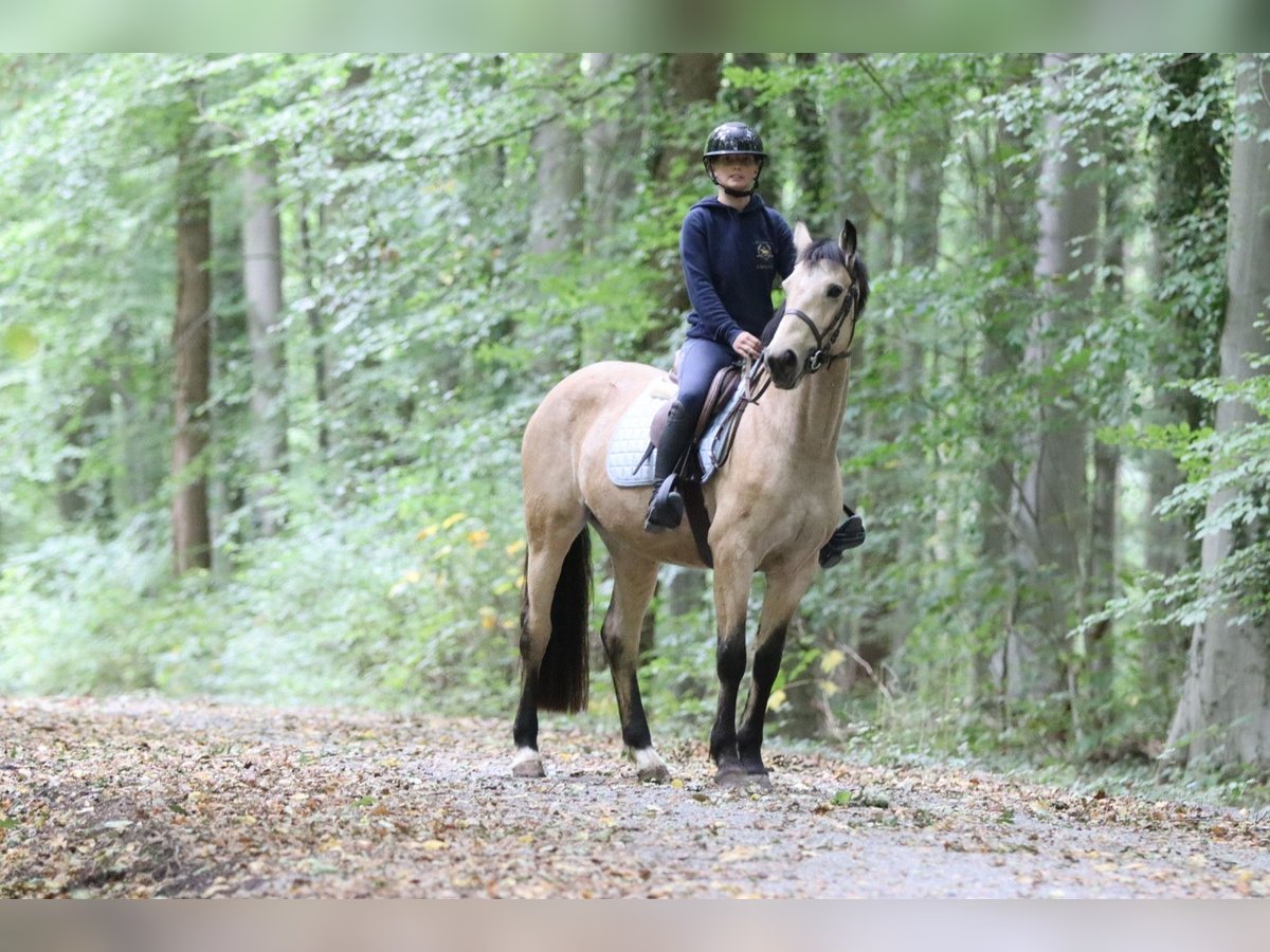 Irish sport horse Merrie 5 Jaar 151 cm Falbe in Bogaarden