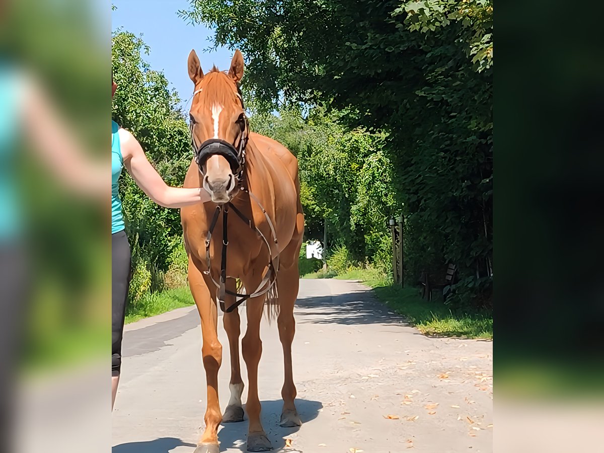 Irish sport horse Merrie 5 Jaar 158 cm Vos in Lage