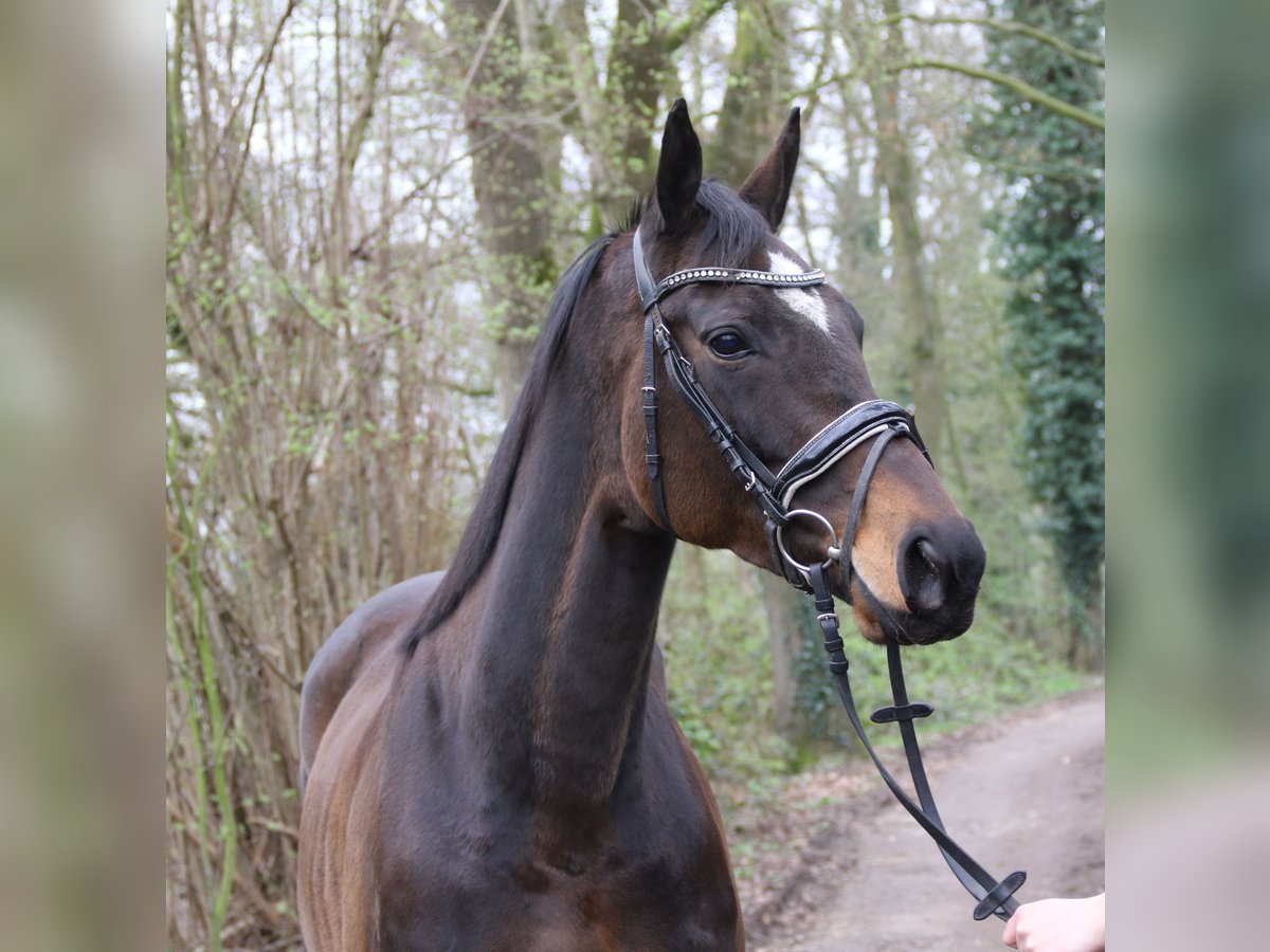 Irish sport horse Merrie 5 Jaar 160 cm Zwartbruin in Nettetal