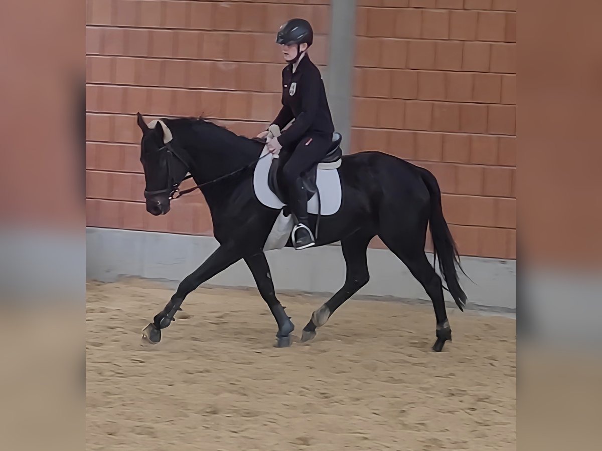 Irish sport horse Merrie 5 Jaar 164 cm Zwart in Lage