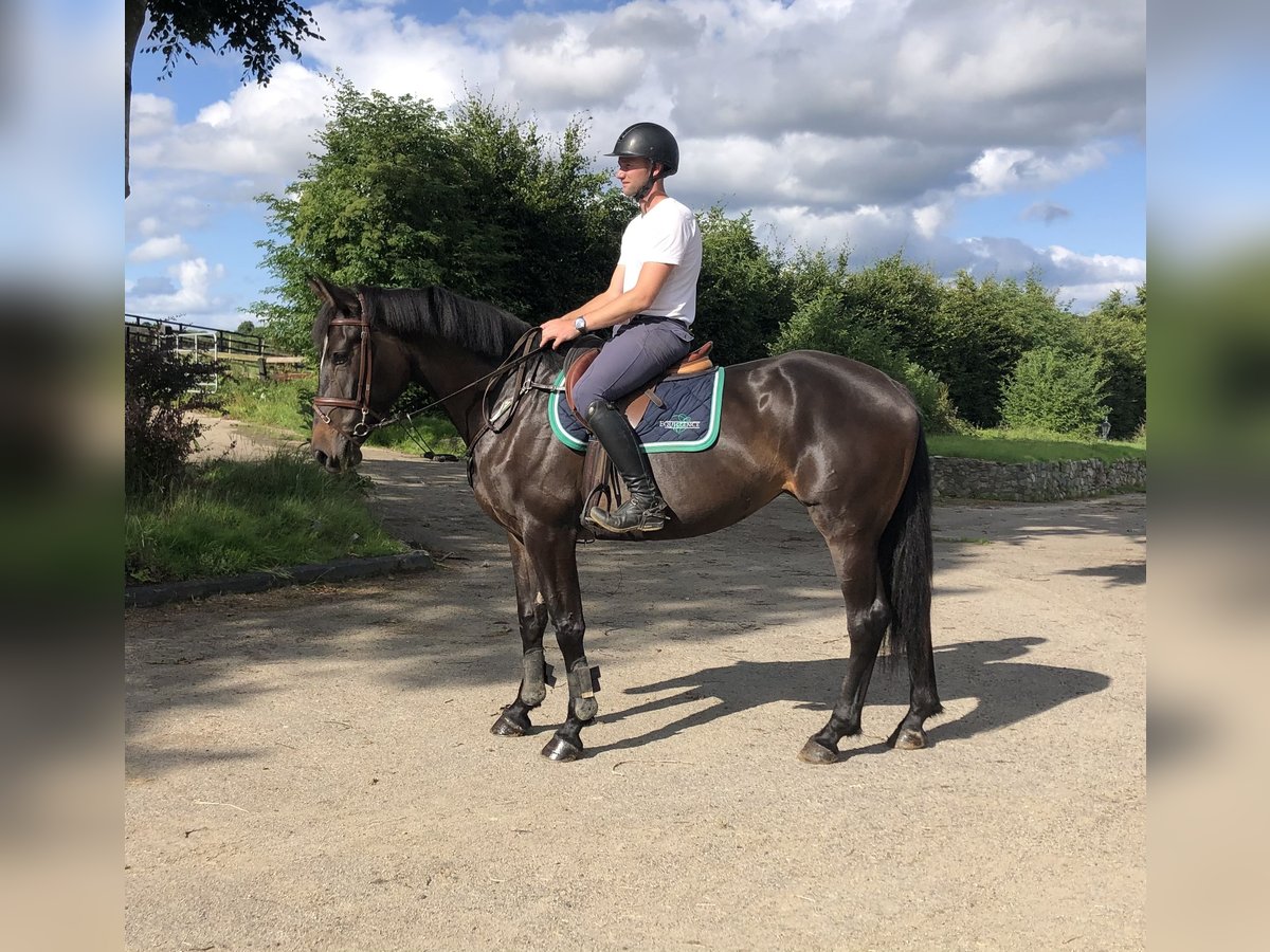 Irish sport horse Merrie 5 Jaar 168 cm Donkerbruin in Gorey