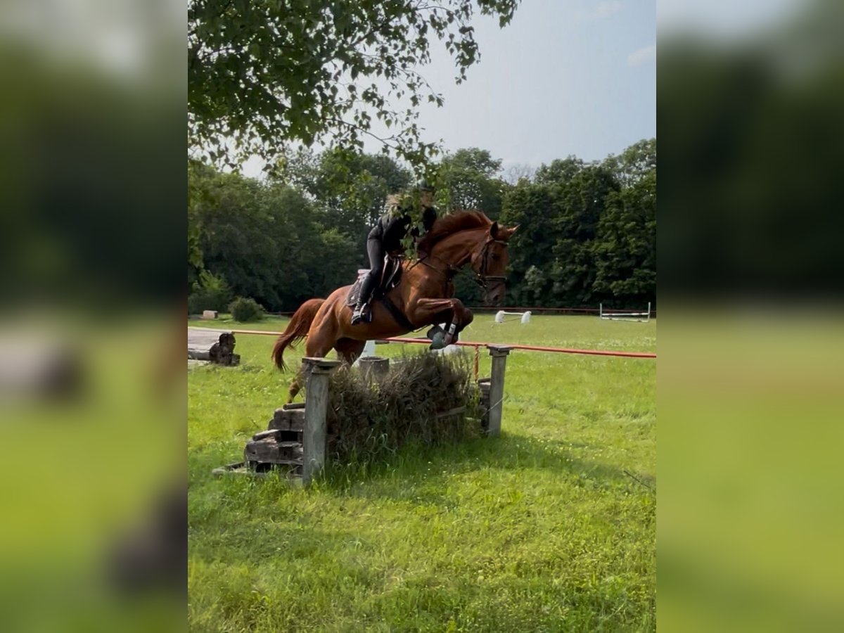 Irish sport horse Merrie 5 Jaar Vos in Quedlinburg