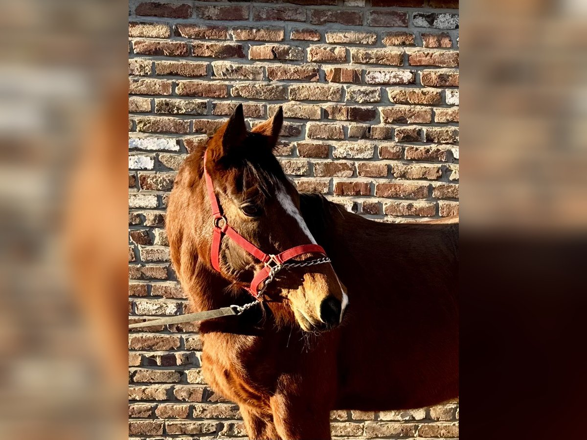 Irish sport horse Merrie 6 Jaar 160 cm Bruin in Grevenbroich