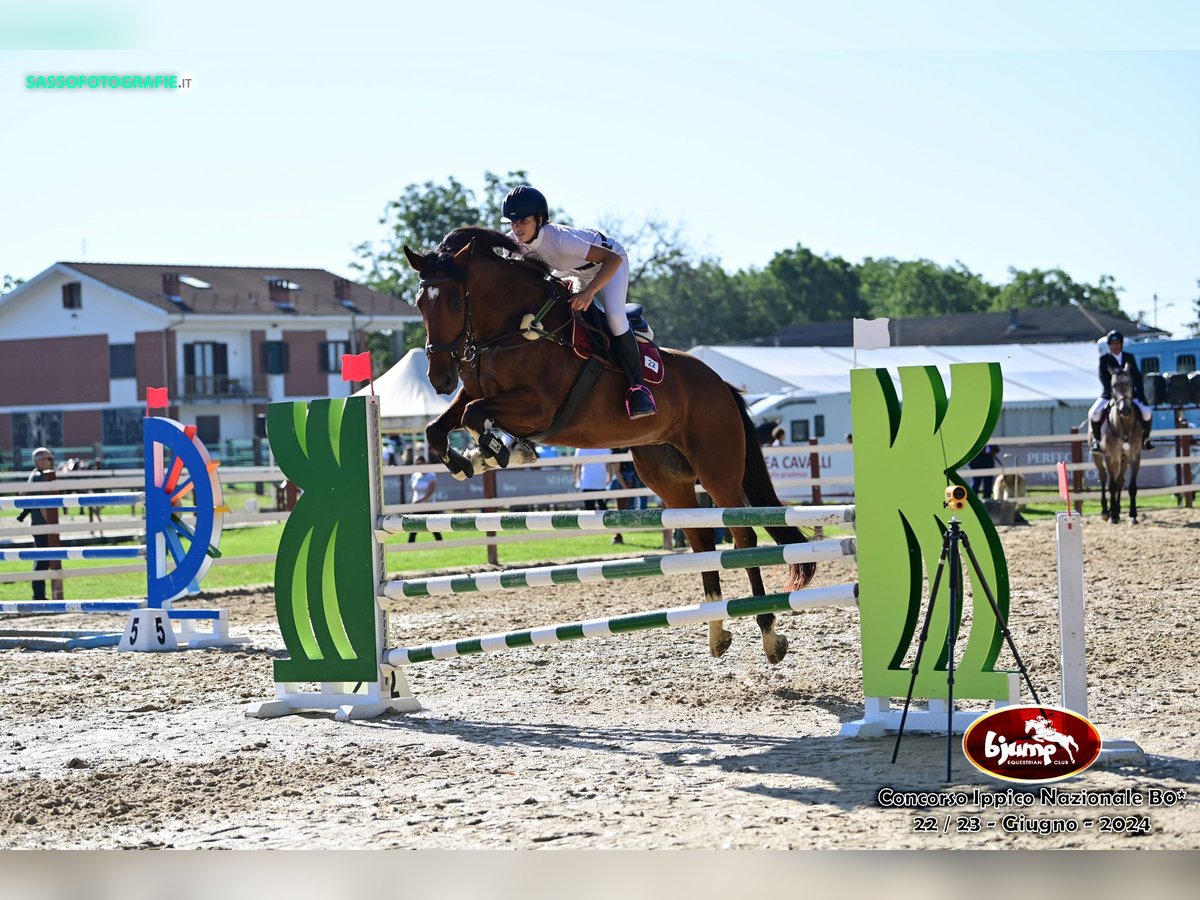 Irish sport horse Merrie 6 Jaar 170 cm Roodbruin in Avigliana