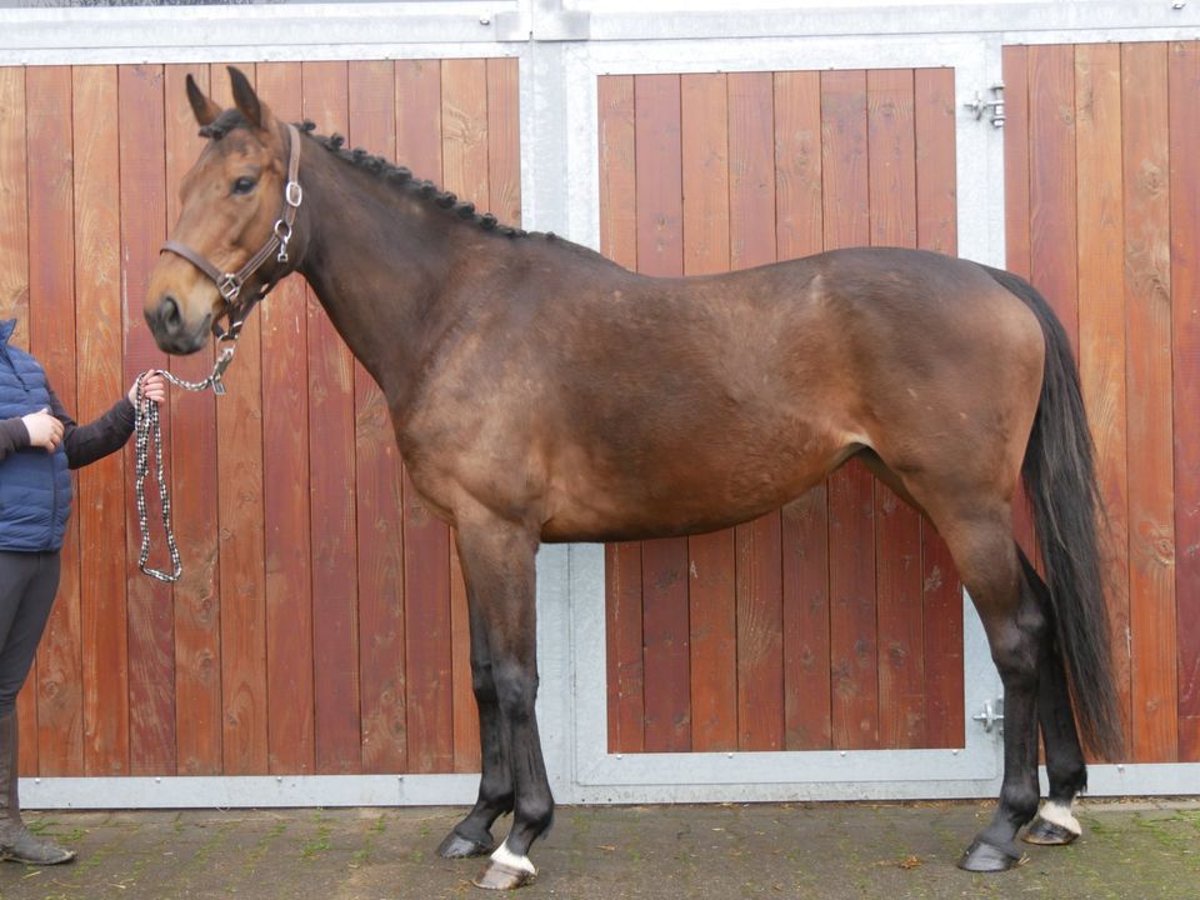 Irish sport horse Merrie 7 Jaar 155 cm in Dorsten