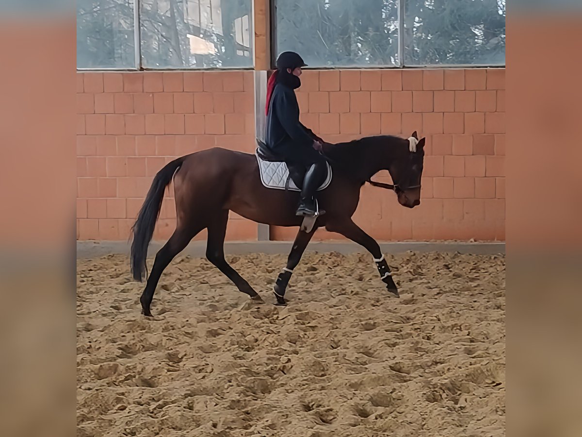 Irish sport horse Merrie 7 Jaar 158 cm Bruin in Lage